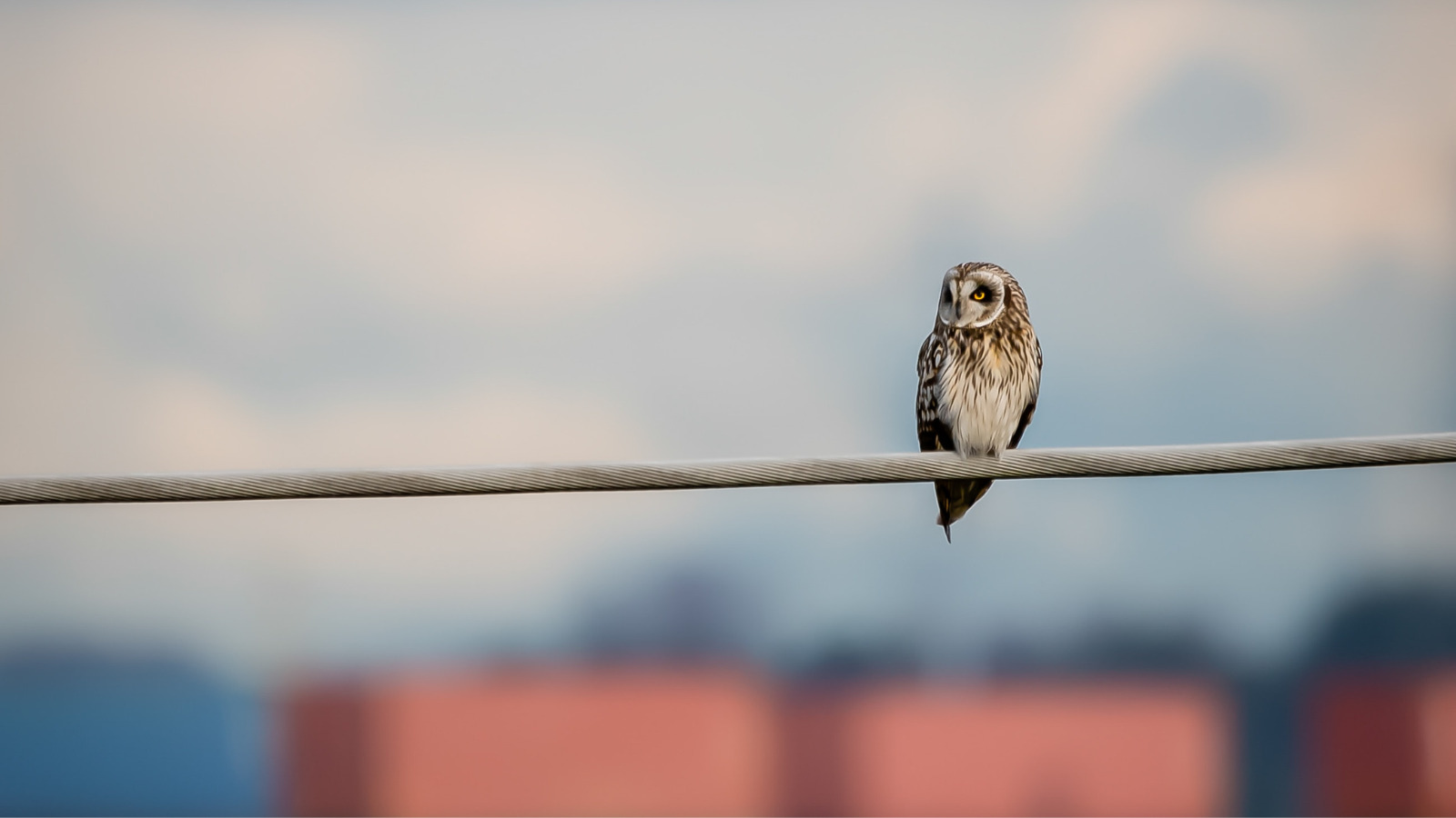 Owl Color Blind